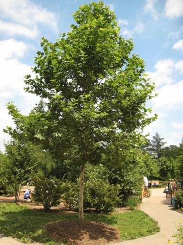 Platanus Acerifolia (Platan englezesc) [3]