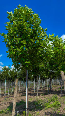 Arbori - Platanus acerifolia – platan englezesc de talie mare