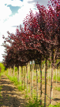 Arbori - Prunus cerasifera Nigra – corcoduș roșu ornamental