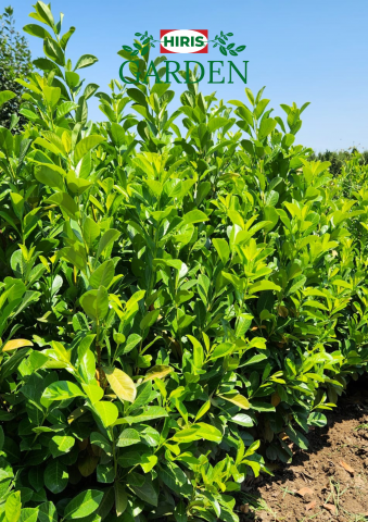 Arbusti - Prunus laurocerasus Novita