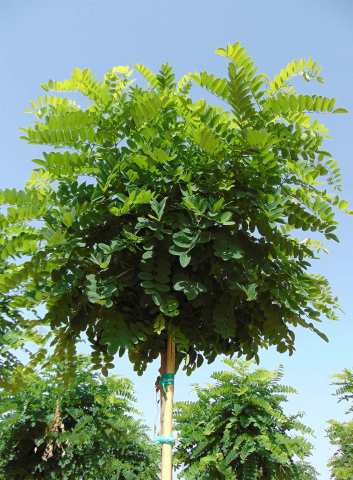 Arbori - Robinia Pseudoacacia Umbraculifera (Salcâm Globular)