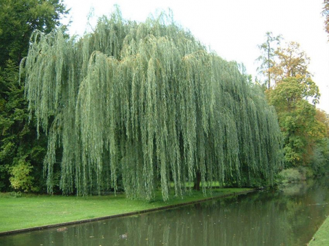 Salix alba (Salcie albă) [1]