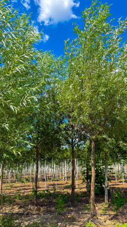 Arbori - Salix alba – salcie albă ornamentală de talie mare