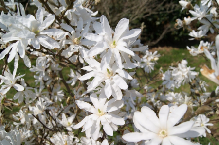 Magnolia stellata 50-60 cm [1]