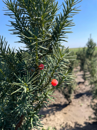 Taxus baccata [5]