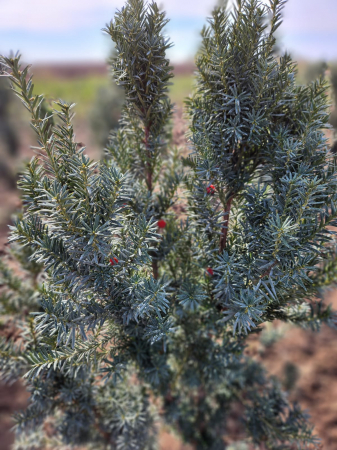 Taxus baccata [3]