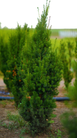 Arbusti - Taxus baccata Fastigiata – tisă columnară pentru gard viu