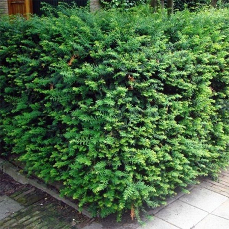 Arbusti - Tisa - Taxus Baccata 40 - 60 cm