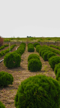 Arbusti - Thuja occidentalis Danica – tuia globulară pitică