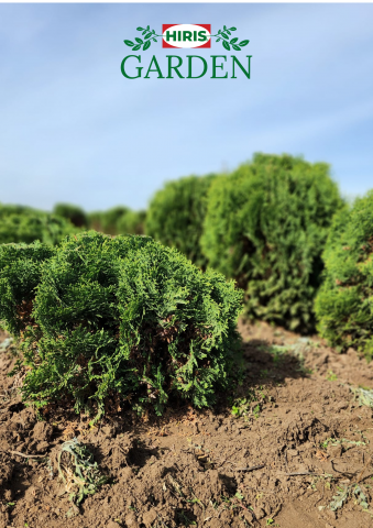 Thuja Danica Globulara [1]