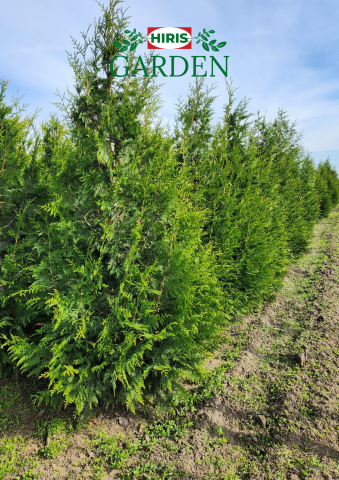Arbusti - Thuja plicata "Can-Can"