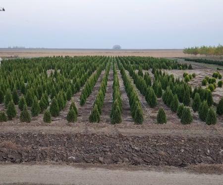 Thuja plicata "Can-Can" [2]