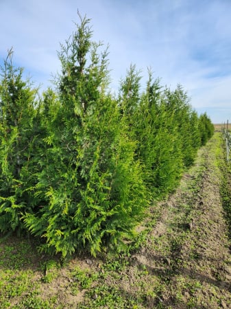 Thuja plicata "Can-Can" [3]