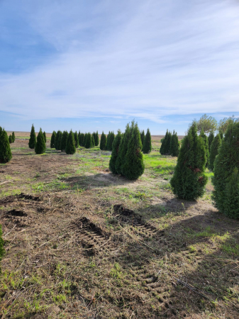 Thuja Occidentalis Smaragd  (Tuia Smaragd) [3]