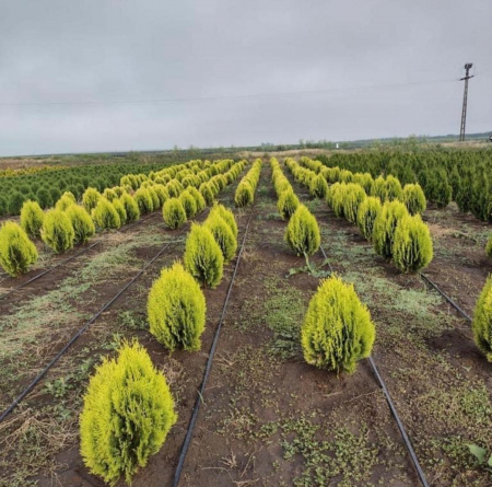 Thuja occidentalis 'Aurea Nana' [1]