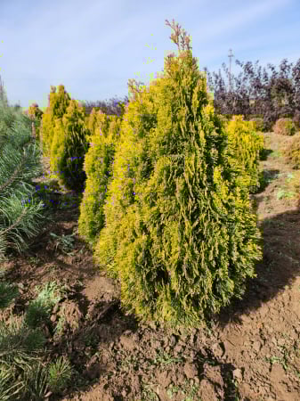 Thuja occidentalis 'Aurea Nana' [2]