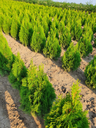 Thuja ( Tuia) Golden Smaragd [2]