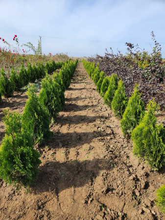Thuja ( Tuia) Golden Smaragd [3]