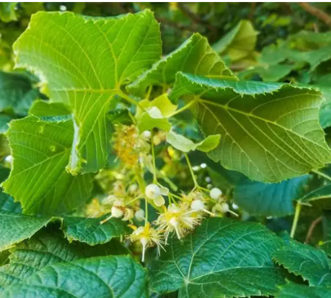 Tilia Platyphyllos (Tei cu frunza mare) [2]
