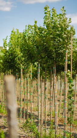 Arbori - Tilia Platyphyllos (Tei cu frunza mare)