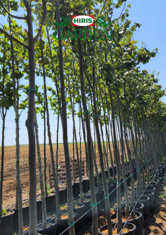 Arbori - Tei (Tilia )– arbore ornamental, melifer și de umbră,