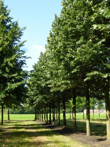Tilia Platyphyllos (Tei cu frunza mare) [1]