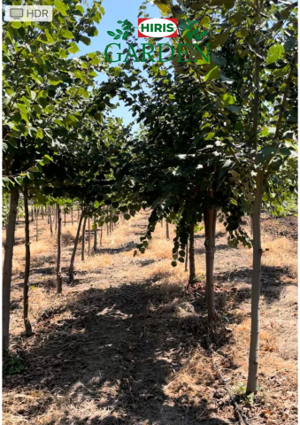 Arbori - Tillia Cordata (Tei pucios)