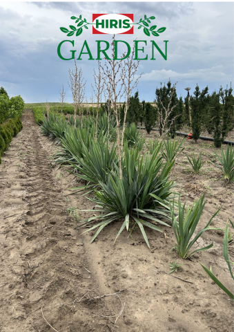 Yucca filamentosa [1]