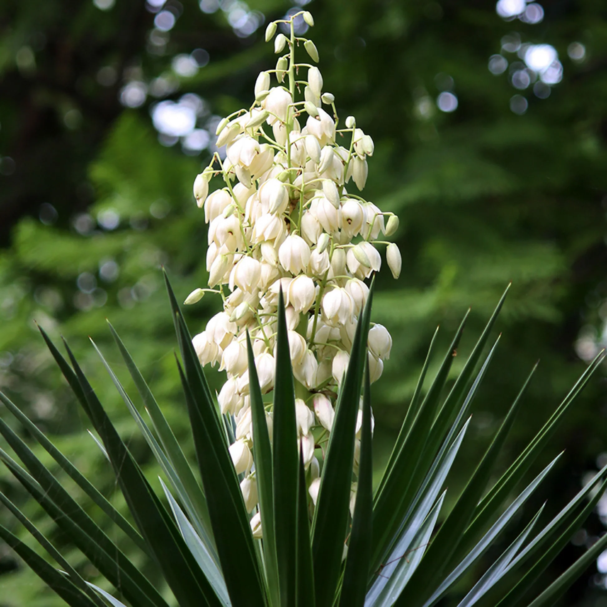 Yucca filamentosa în ghiveci – plantă decorativă exotică pentru interior și exterior” [2]