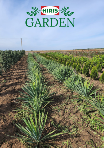 Arbusti - Yucca filamentosa