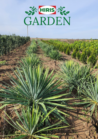 Yucca filamentosa [2]