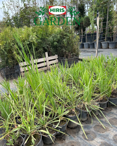 Arbori și arbusti la ghiveci - Yucca filamentosa în ghiveci – plantă decorativă exotică pentru interior și exterior”