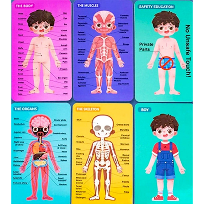 Puzzle educativ din lemn corpul uman băiețel în limba română JC65 [3]