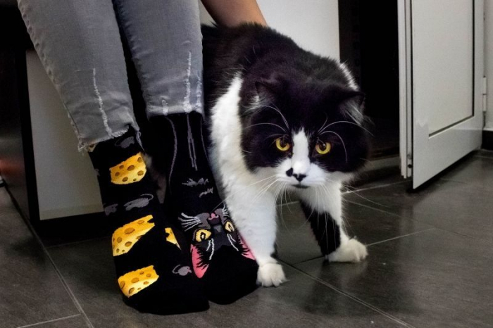 Sosete bumbac Cheese Cat [5]