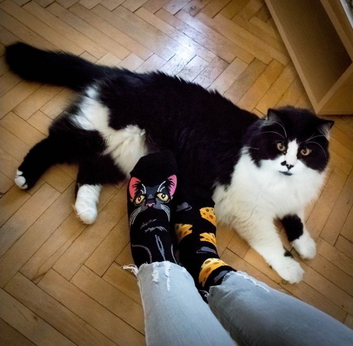 Sosete bumbac Cheese Cat [6]