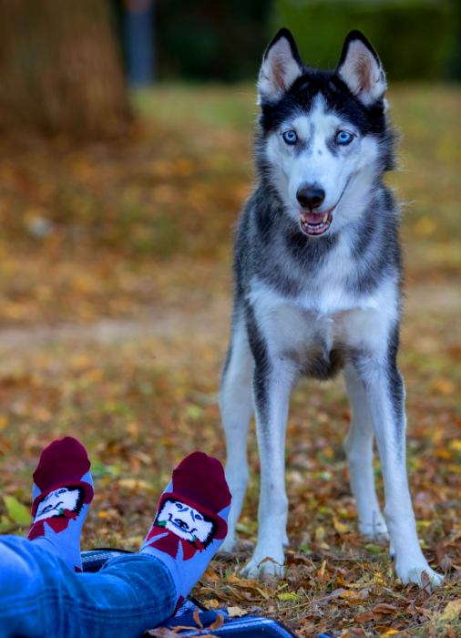 Sosete bumbac Romantic Dog [5]