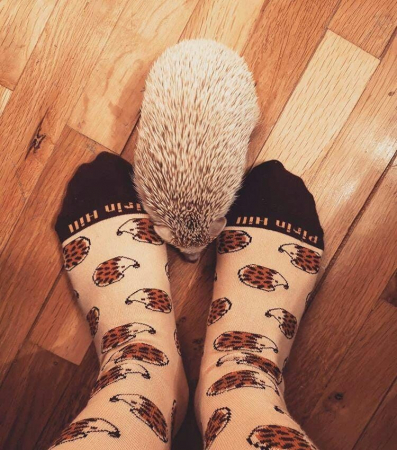 Sosete bumbac organic Hedgehog [2]