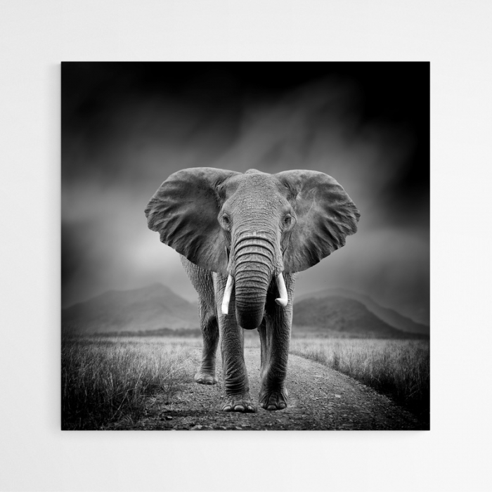 Tablou decorativ, Intaglio, neinramat, print pe hartie foto Fine Art, Alb Negru, Elefantportret animale salbatice, pentru camera living [3]