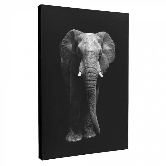 Set 3 tablouri, Intaglio, Stil Abstracte, print pe hartie foto Fine Art, Gri, Animale, postere portret animale salbatice, pentru camera living [9]
