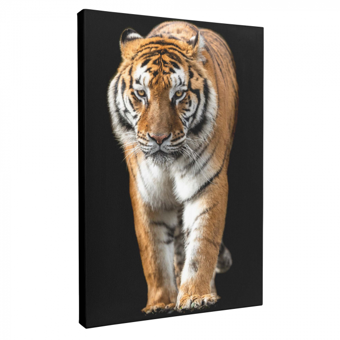 Set 3 tablou canvas cu animale, Leu, Tigru, Leoperd, pentru living [4]