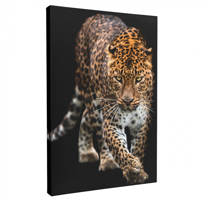 Set 3 tablou canvas cu animale, Leu, Tigru, Leoperd, pentru living [3]