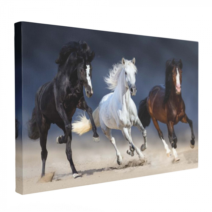 Tablou canvas, cu Cai, elegant, pentru sufragerie [2]