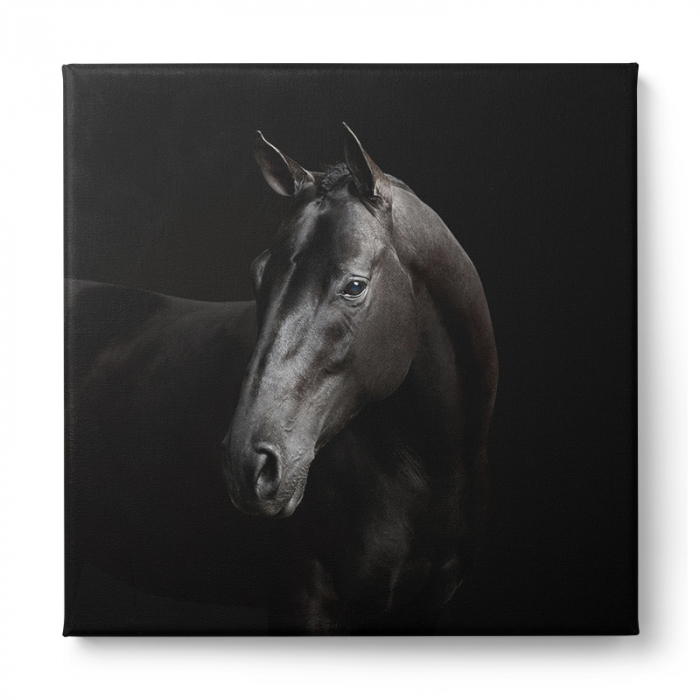 Tablou canvas, modern, Animale, Cal negru, pentru hol, living [2]