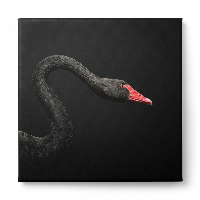 Tablou canvas, modern, Animale, Lebada negra, pentru hol, living [2]