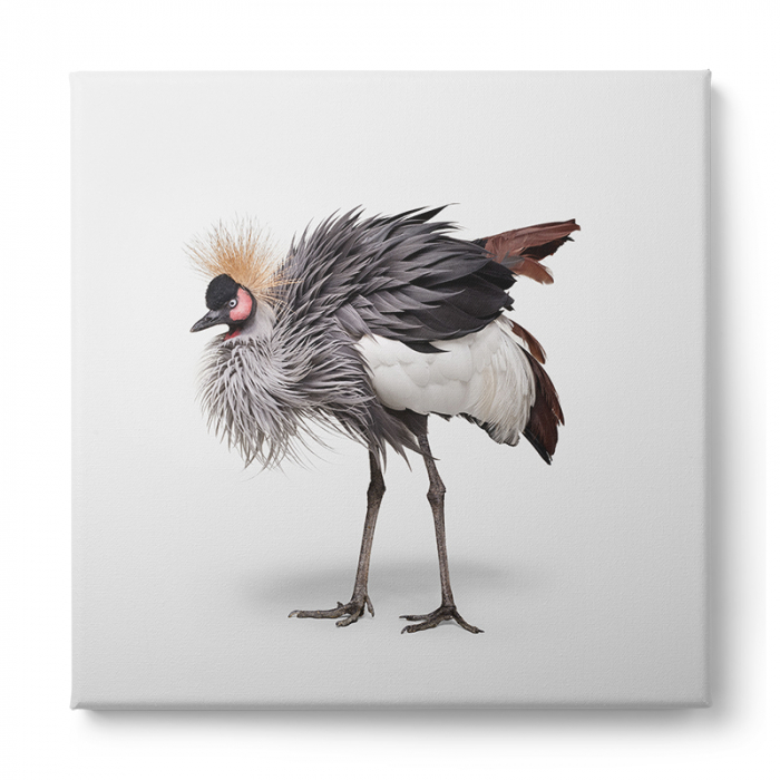 Tablou canvas, modern, Animale, Strut pe fundal alb, pentru hol, bucatarie [2]
