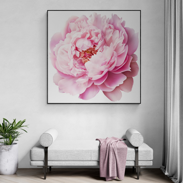 Tablou canvas, modern, cu Flori, Bujor roz pe fundal alb, pentru hol [1]