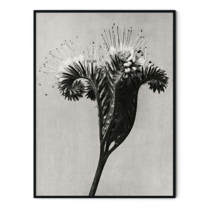 Tablou decorativ, Intaglio, Modern, alb negru, Flori ornamentale, print pe hartie foto Fine Art, neinramat, pentru dormitor, baie, hol [3]