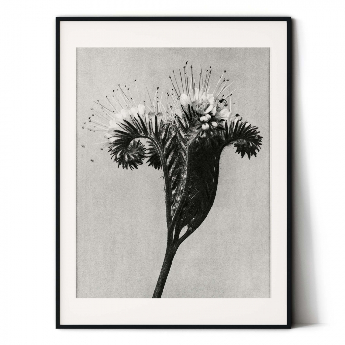 Tablou decorativ, Intaglio, Modern, alb negru, Flori ornamentale, print pe hartie foto Fine Art, neinramat, pentru dormitor, baie, hol [2]