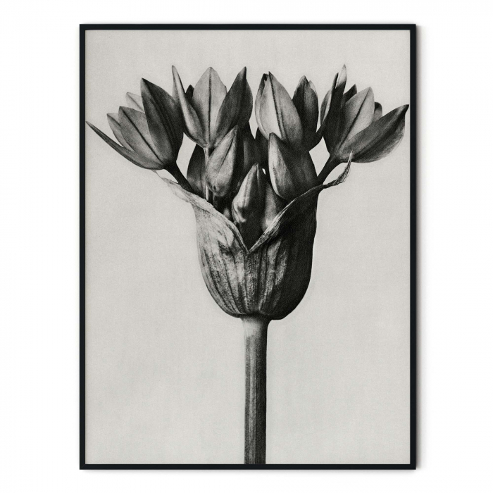 Tablou decorativ, Intaglio, Modern, alb negru, Floare ornamentala, print pe hartie foto Fine Art, neinramat, pentru living, birou [3]