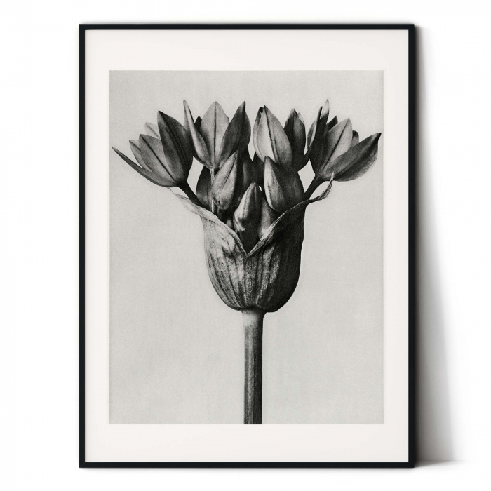 Tablou decorativ, Intaglio, Modern, alb negru, Floare ornamentala, print pe hartie foto Fine Art, neinramat, pentru living, birou [2]